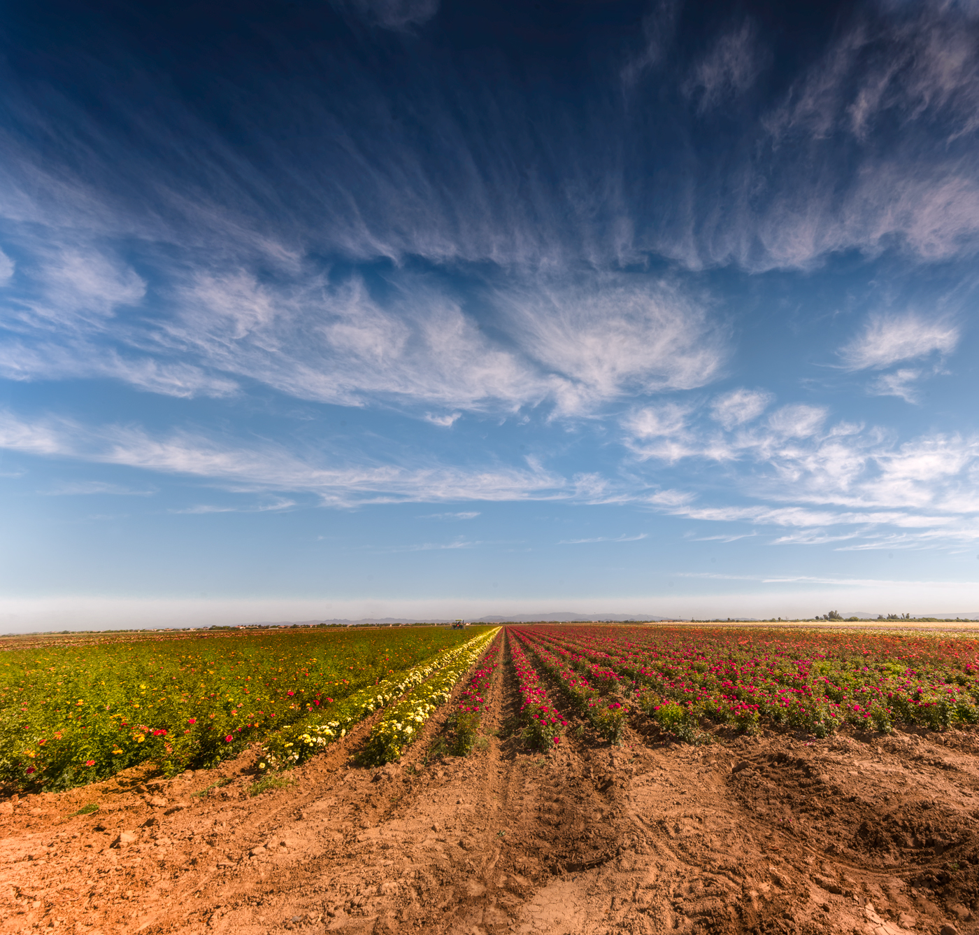 Flowers in a distant way